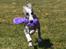 Whippet Galanta Whippets Forza Twist