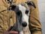 Whippet Galanta Whippets Forza Twist