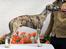 Whippet Galanta Whippets Forza Twist