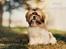 Shih tzu Shih Tzu hvalp tæve show