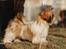 Shih tzu Shih Tzu hvalp tæve show