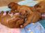Dogue de bordeaux Hvalpe (8 uger i weekenden)