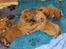Dogue de bordeaux Hvalpe (8 uger i weekenden)