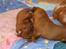 Dogue de bordeaux Hvalpe (8 uger i weekenden)