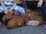 Dogue de bordeaux Hvalpe (8 uger i weekenden)