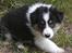Collie - langhåret hvalpe
