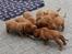 Dogue de bordeaux Hvalpe (8 uger i weekenden)