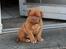 Dogue de bordeaux Hvalpe (8 uger i weekenden)