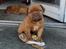 Dogue de bordeaux Hvalpe (8 uger i weekenden)