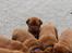Dogue de bordeaux Hvalpe (8 uger i weekenden)