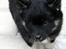 Finsk lapphund Fenix