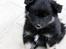 Finsk lapphund Fenix
