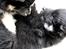 Finsk lapphund Fenix