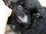Finsk lapphund Fenix