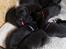 Staffordshire bull terrier Hvalpe