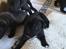 Staffordshire bull terrier Hvalpe