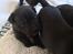 Staffordshire bull terrier Hvalpe