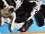 Staffordshire bull terrier Hvalpe