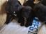 Staffordshire bull terrier Hvalpe