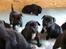 Staffordshire bull terrier Hvalpe