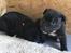 Staffordshire bull terrier Hvalpe