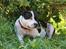 Staffordshire bull terrier Hvalpe