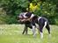 Staffordshire bull terrier Hvalpe