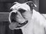 Engelsk bulldog Omplacering