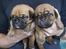 Dogue de bordeaux Hvalpe