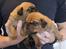 Dogue de bordeaux Hvalpe
