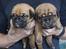 Dogue de bordeaux Hvalpe