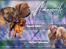 Dogue de bordeaux Hvalpe
