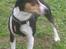 Rat Terrier Seegmillers Floke