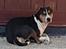 Rat Terrier Seegmillers Floke
