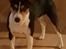 Rat Terrier Seegmillers Floke
