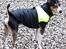 Rat Terrier Seegmillers Floke