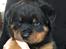 Rottweiler Hvalp sælges