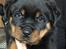 Rottweiler Hvalp sælges