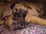 Malinois Hvalpe