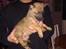 Malinois Hvalpe