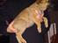 Malinois Hvalpe