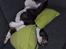 Bullterrier miniature Juno