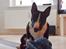 Bullterrier miniature Juno