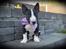 Bullterrier miniature Juno