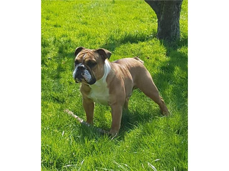 Engelsk bulldog Omplacering billede 0