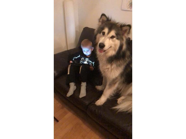 Alaskan malamute Søger nyt hjem billede 0