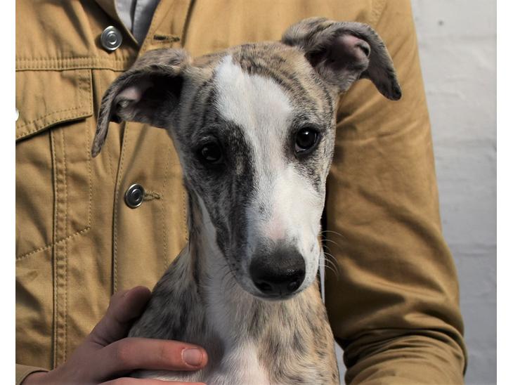Whippet Galanta Whippets Forza Twist billede 0