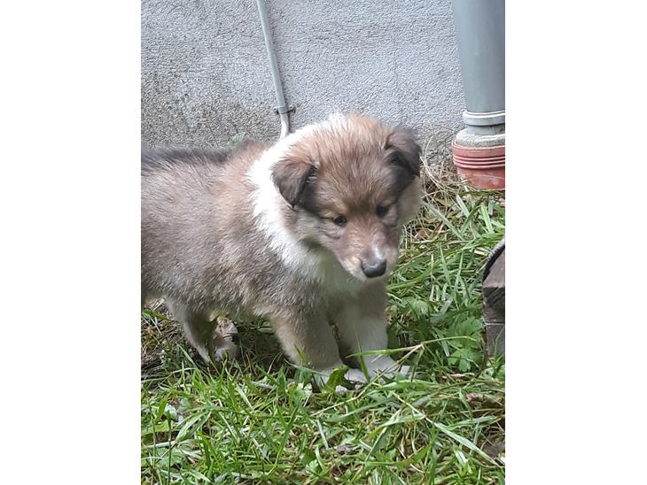 Collie - langhåret hvalpe billede 0