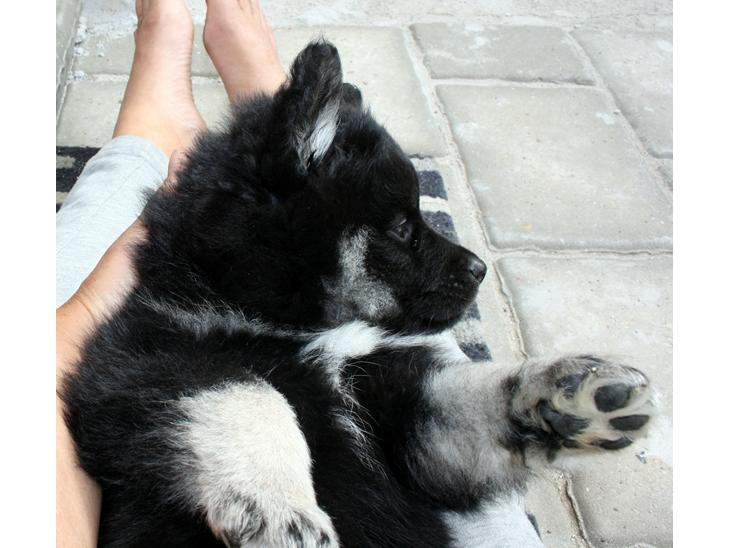 Finsk lapphund Fenix billede 0
