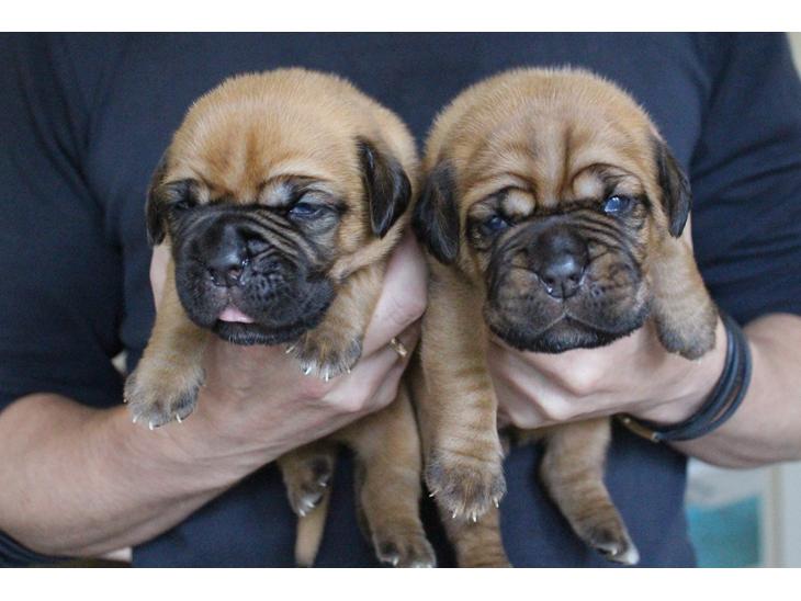 Dogue de bordeaux Hvalpe billede 0